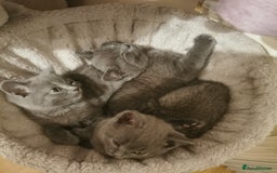 British Shorthair cats for sale: Four beautiful British shorthair kittens  - Advert 2