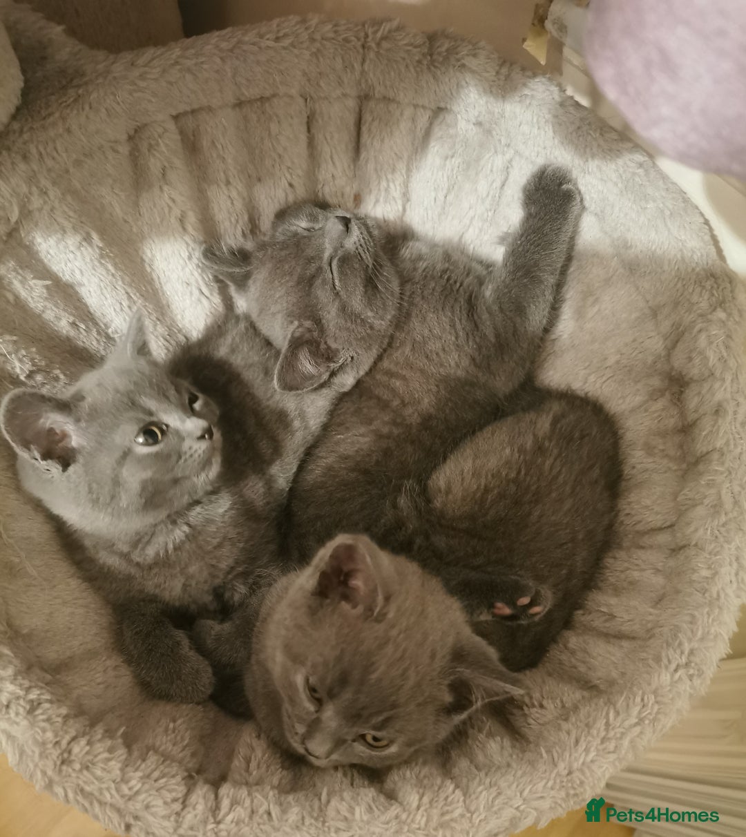 British Shorthair cats for sale: Four beautiful British shorthair kittens  - Advert 2