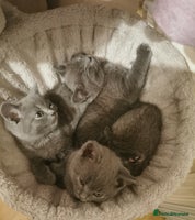 British Shorthair cats Four beautiful British shorthair kittens - Advert 1