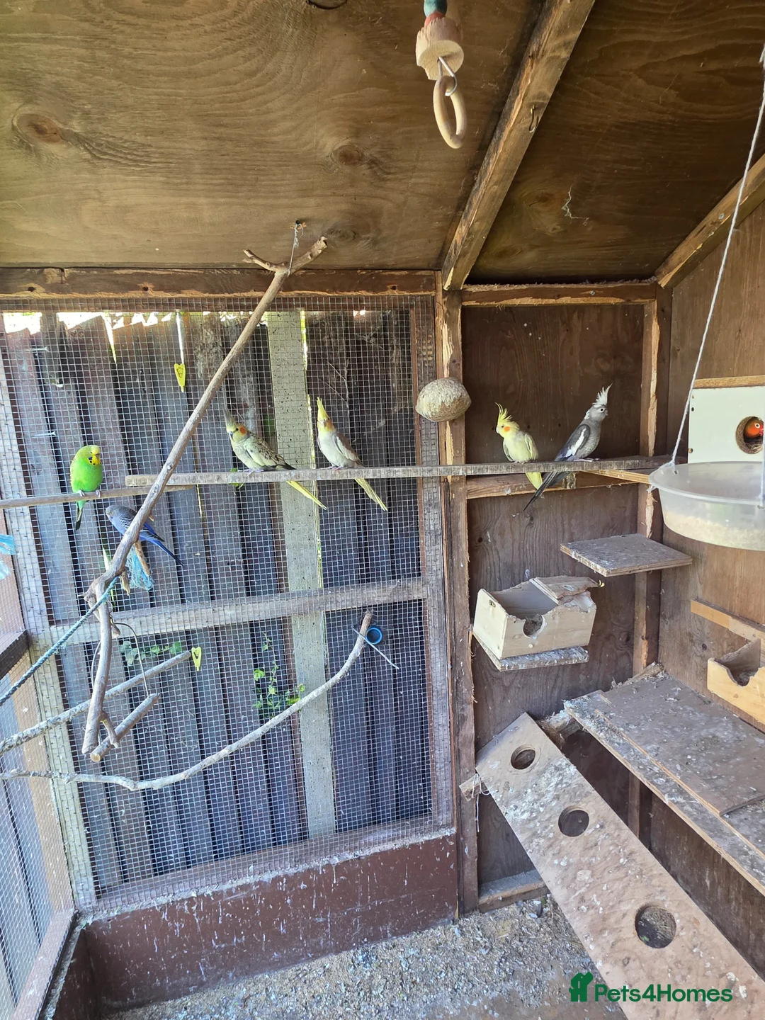 Mixed Breed birds for sale: Parrots for sale in Dagenham - Advert 1