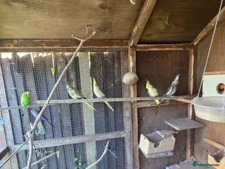 Mixed Breed birds Parrots for sale - Advert 7