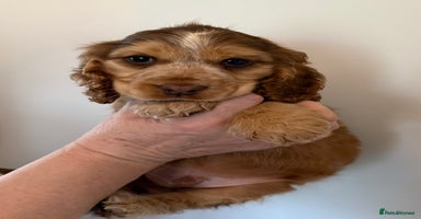 Cocker Spaniel dogs - Advert 16