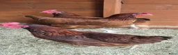 Hens poultry for sale: 3 x brown hens in Gainsborough - Advert 3