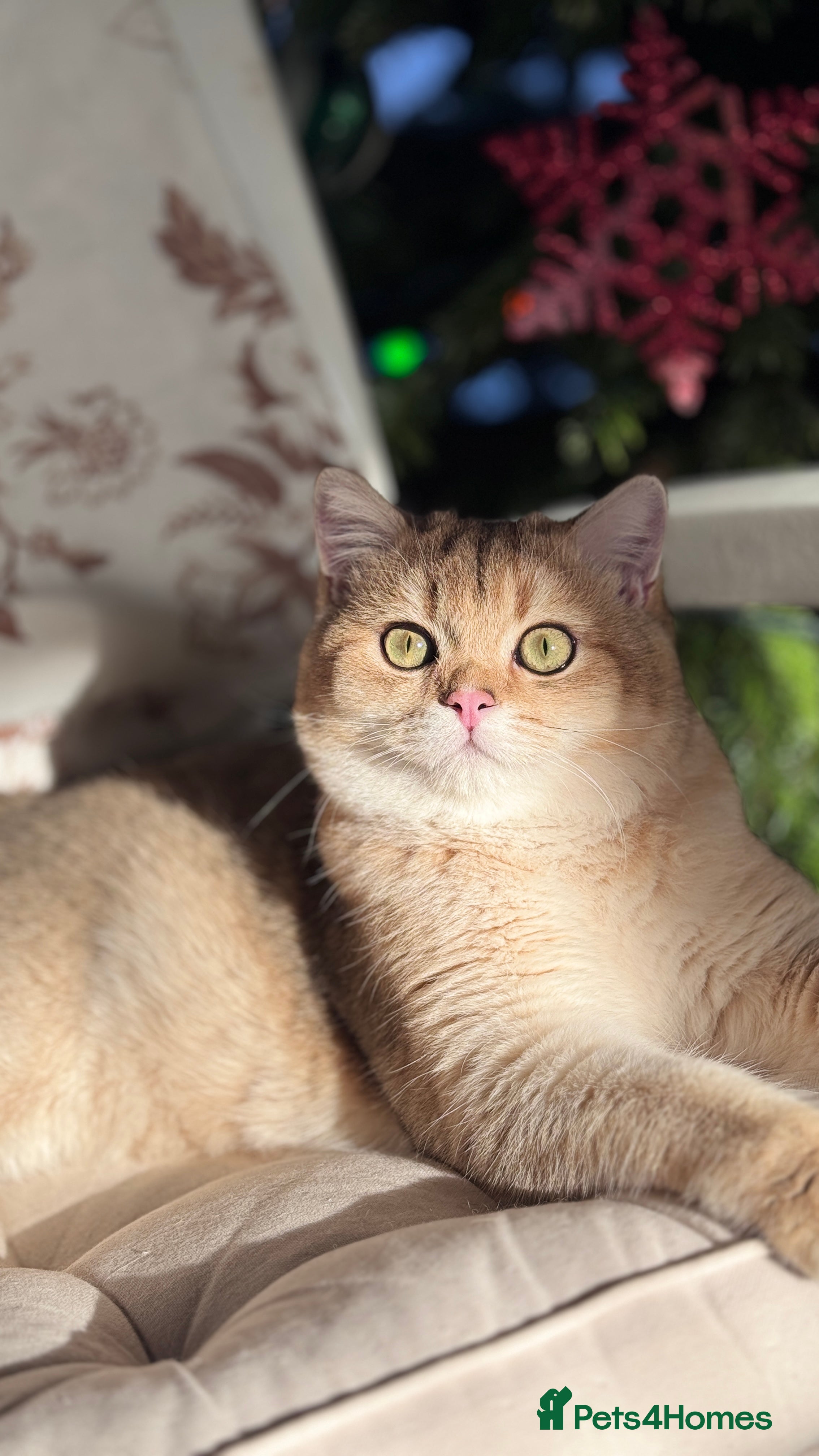 British Shorthair cats BSH BOY GCCF GOLDEN BLACK TIPPED  - Advert 4