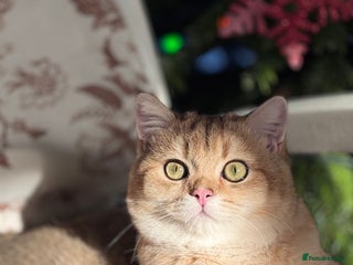 British Shorthair cats BSH BOY GCCF GOLDEN BLACK TIPPED - Advert 4