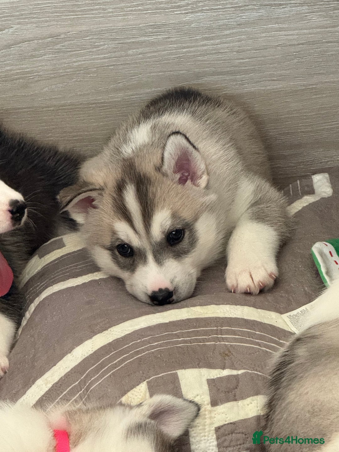 Siberian Husky dogs for sale: Beautiful Siberian Husky Puppies Ready to Reserve - Advert 15