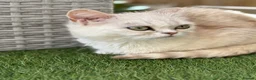 Persian cats for sale: Miss  in Hatfield - Advert 12