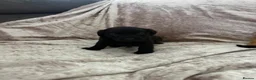 Labrador Retriever dogs for sale: Stunning Labrador pups - Advert 15