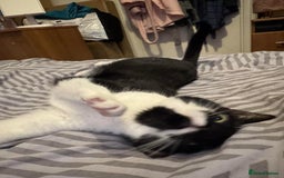Domestic Shorthair cats for sale: Lovely cat female looking for home! - Image 2