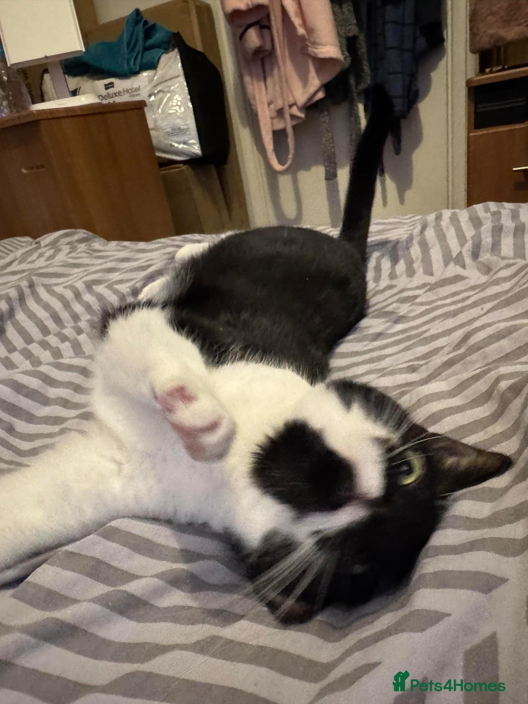 Domestic Shorthair cats for sale: Lovely cat female looking for home! - Image 2