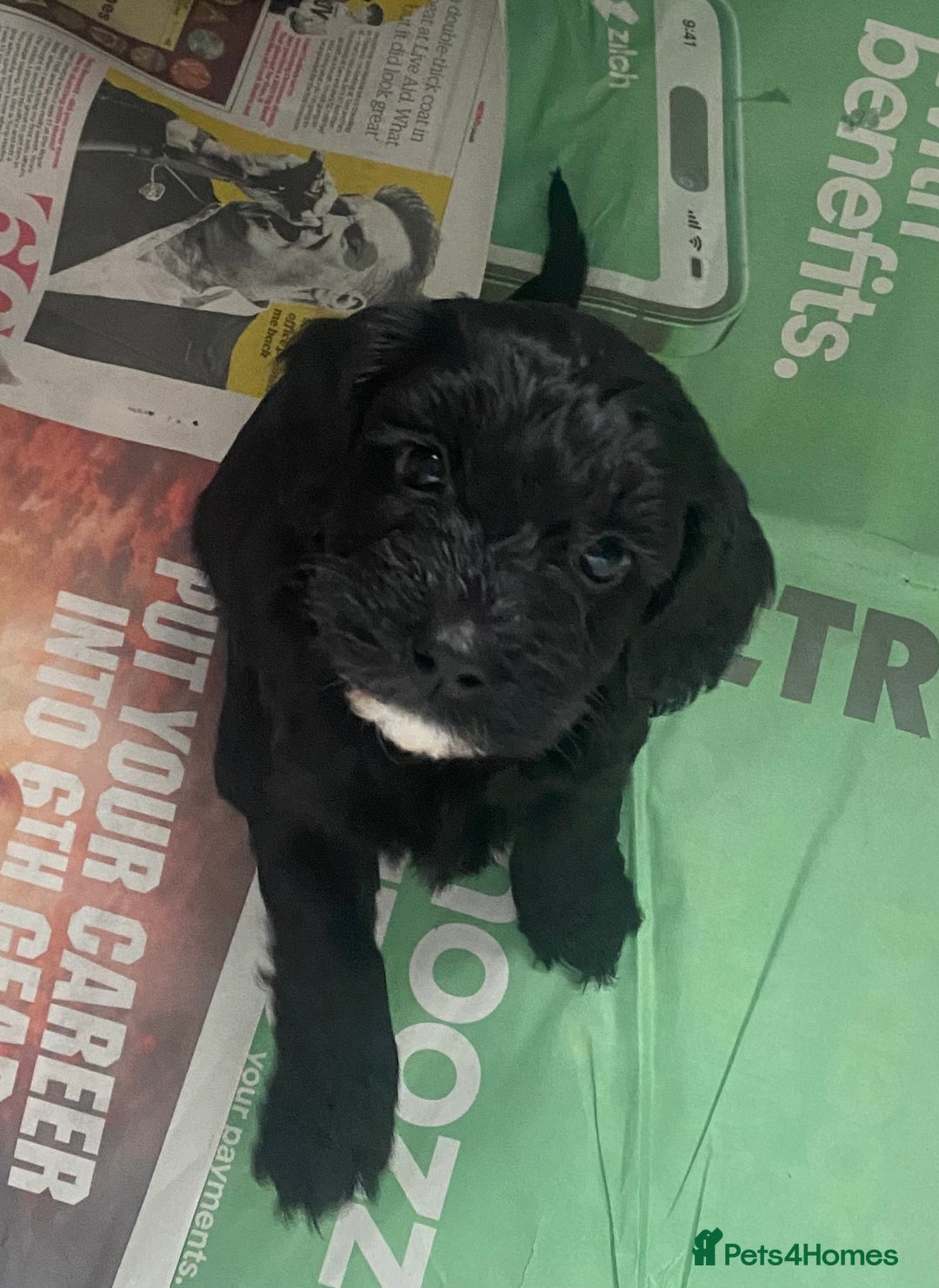 Cockapoo dogs for sale: Adorable F2 Cockapoos Puppies - Image 3