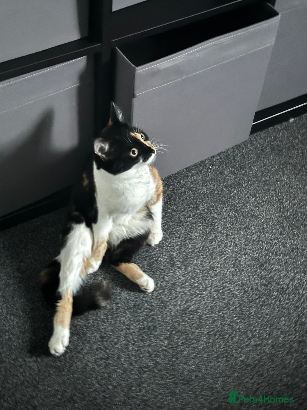 Mixed Breed cats for sale: Star and pixie  - Advert 4