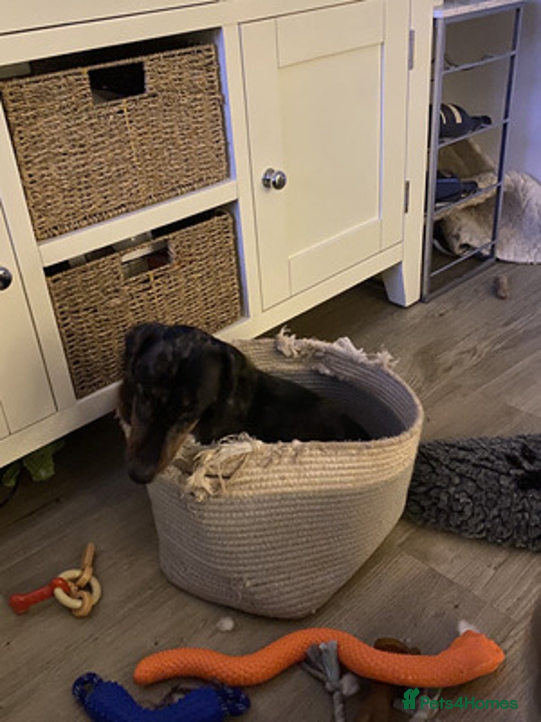 Miniature Dachshund dogs for sale: Brave miniature Dachshund - Advert 3