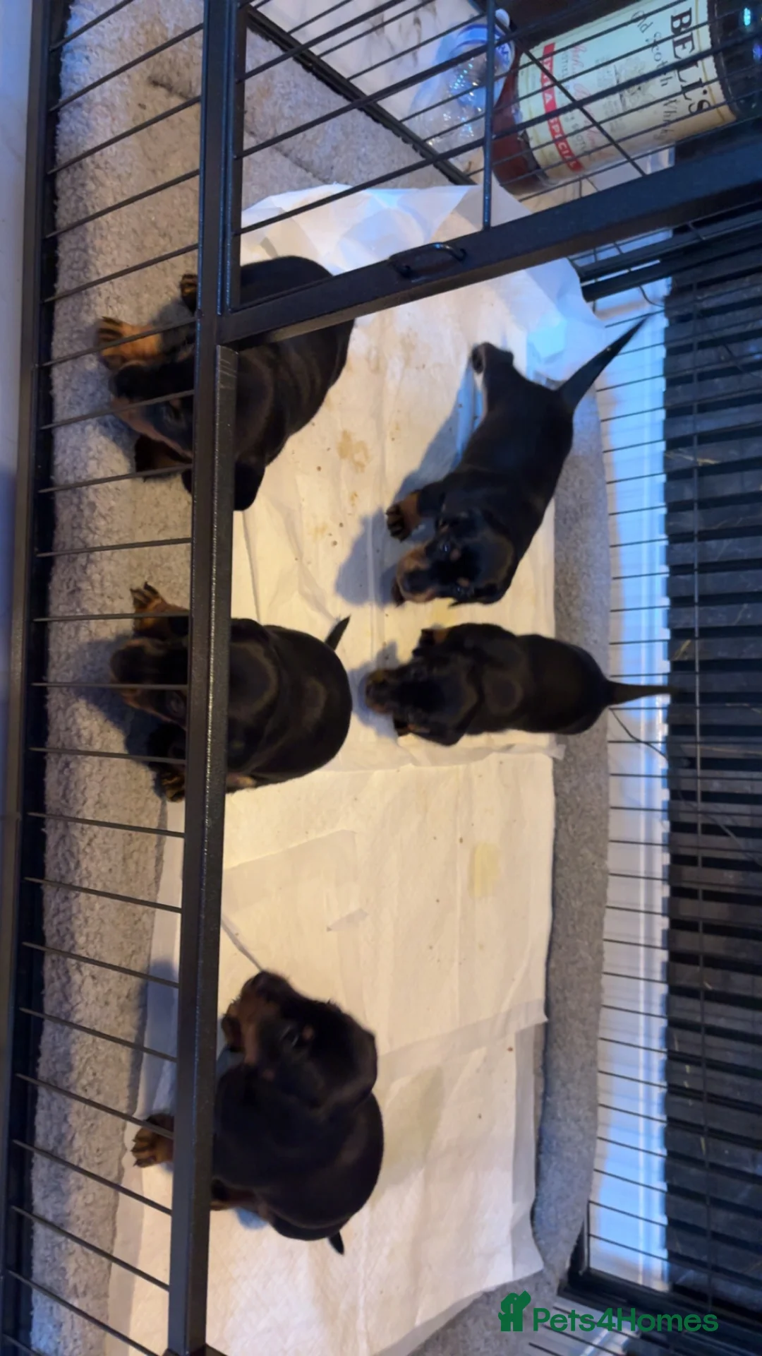 Dachshund dogs for sale: Daushound pups  in Barnsley - Advert 6