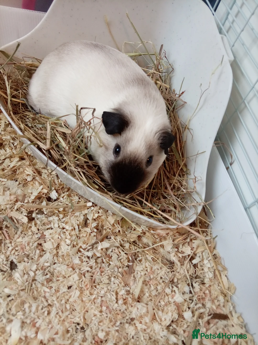 Guinea Pig rodents for sale: Californian Guinea Pigs  - Advert 1