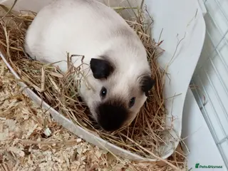 Guinea Pig rodents Californian Guinea Pigs - Advert 1