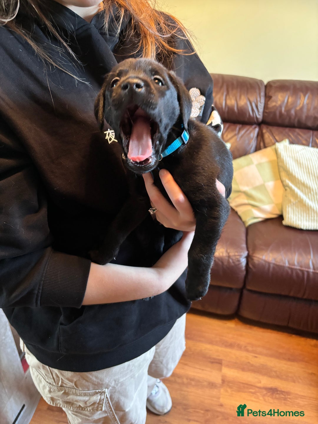 Labrador Retriever dogs for sale: Chocolate and Black Labrador Puppies - Advert 29