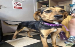 Mixed Breed dogs for adoption: Meet Coral, currently residing in Cheshire  - Image 8