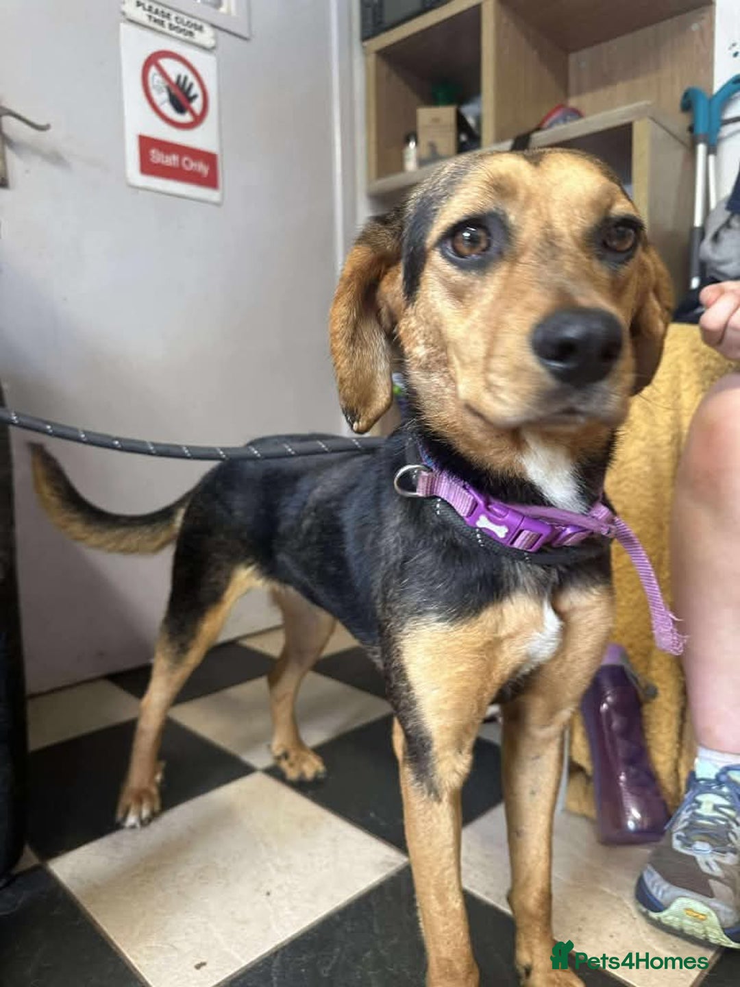 Mixed Breed dogs for adoption: Meet Coral, currently residing in Cheshire  - Image 8
