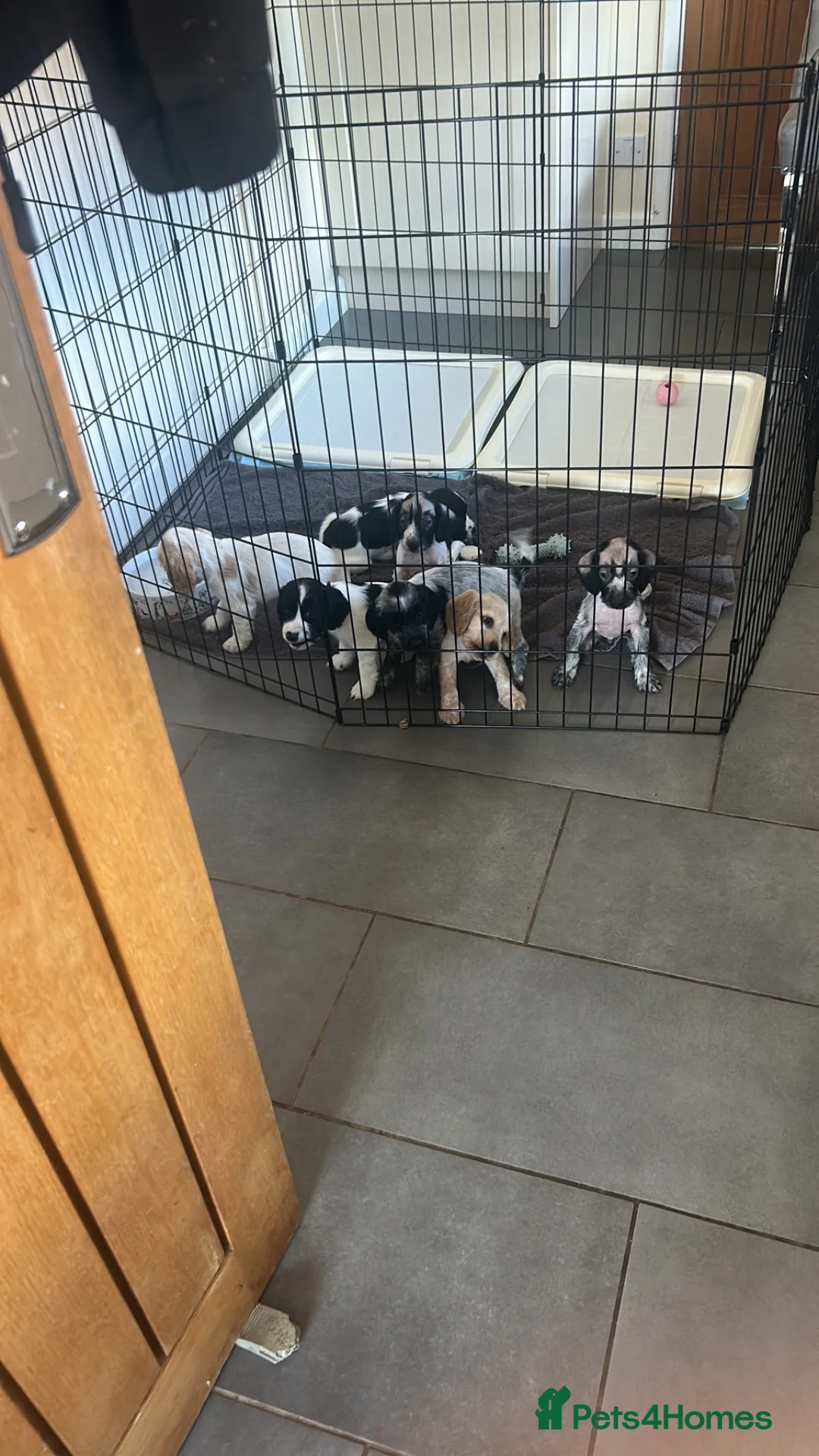 Cocker Spaniel dogs for sale: COCKER SPANIEL PUPPIES £1250 READY TO LEAVE  - Advert 1