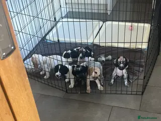 Cocker Spaniel dogs COCKER SPANIEL PUPPIES £1250 READY TO LEAVE - Advert 4