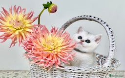 British Shorthair cats for sale: 🩵Silver shaded British short hair kitten 🩵 - Image 7