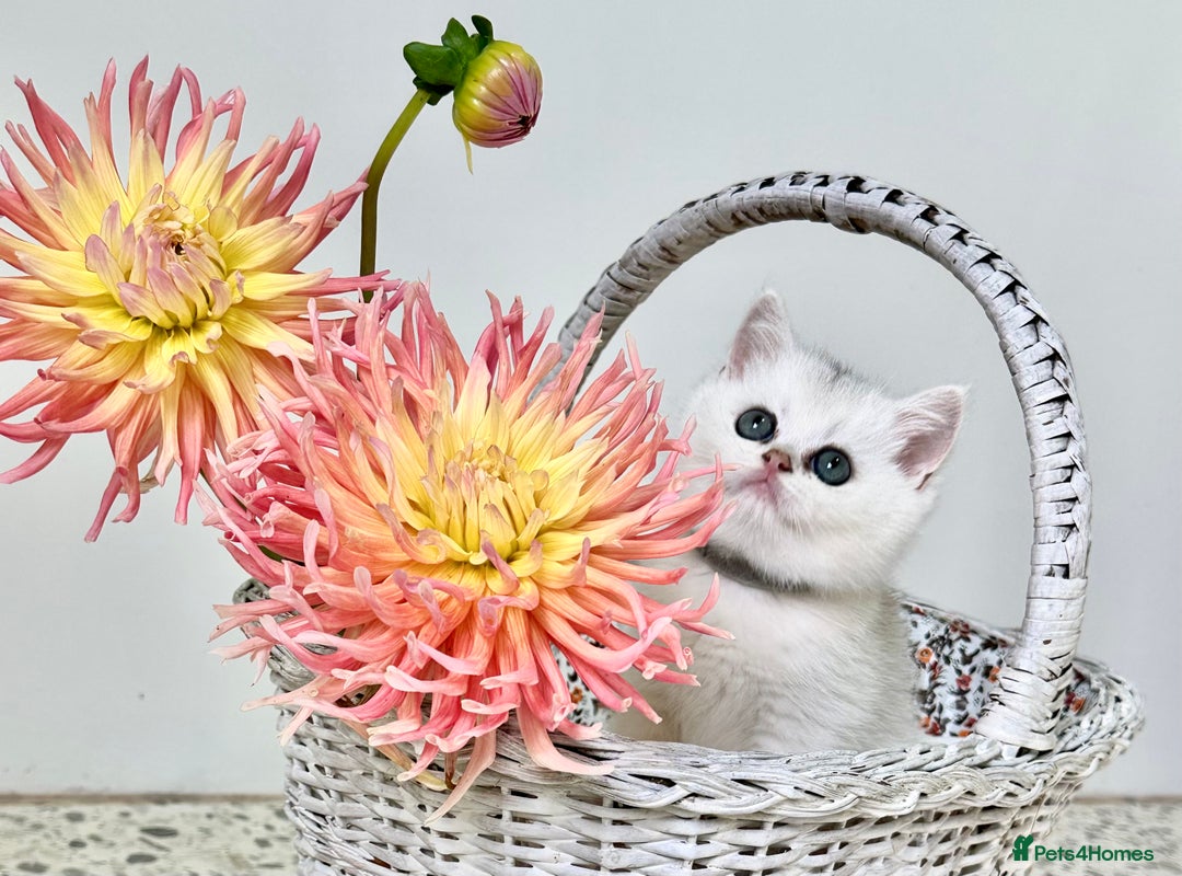 British Shorthair cats for sale: 🩵Silver shaded British short hair kitten 🩵 - Image 7