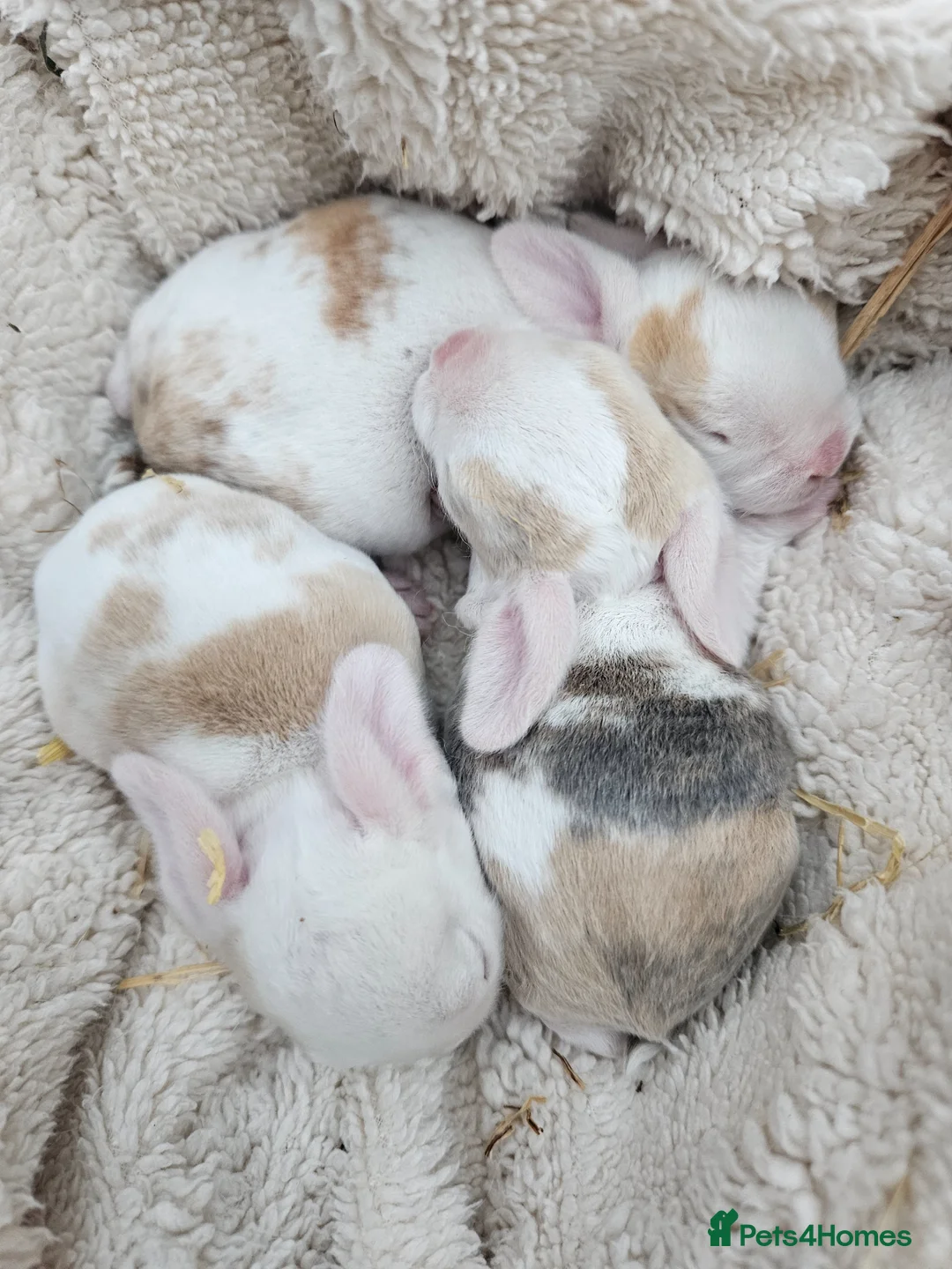 Mini Lop rabbits for sale: Mini Plush Lops - Suffolk - Advert 2