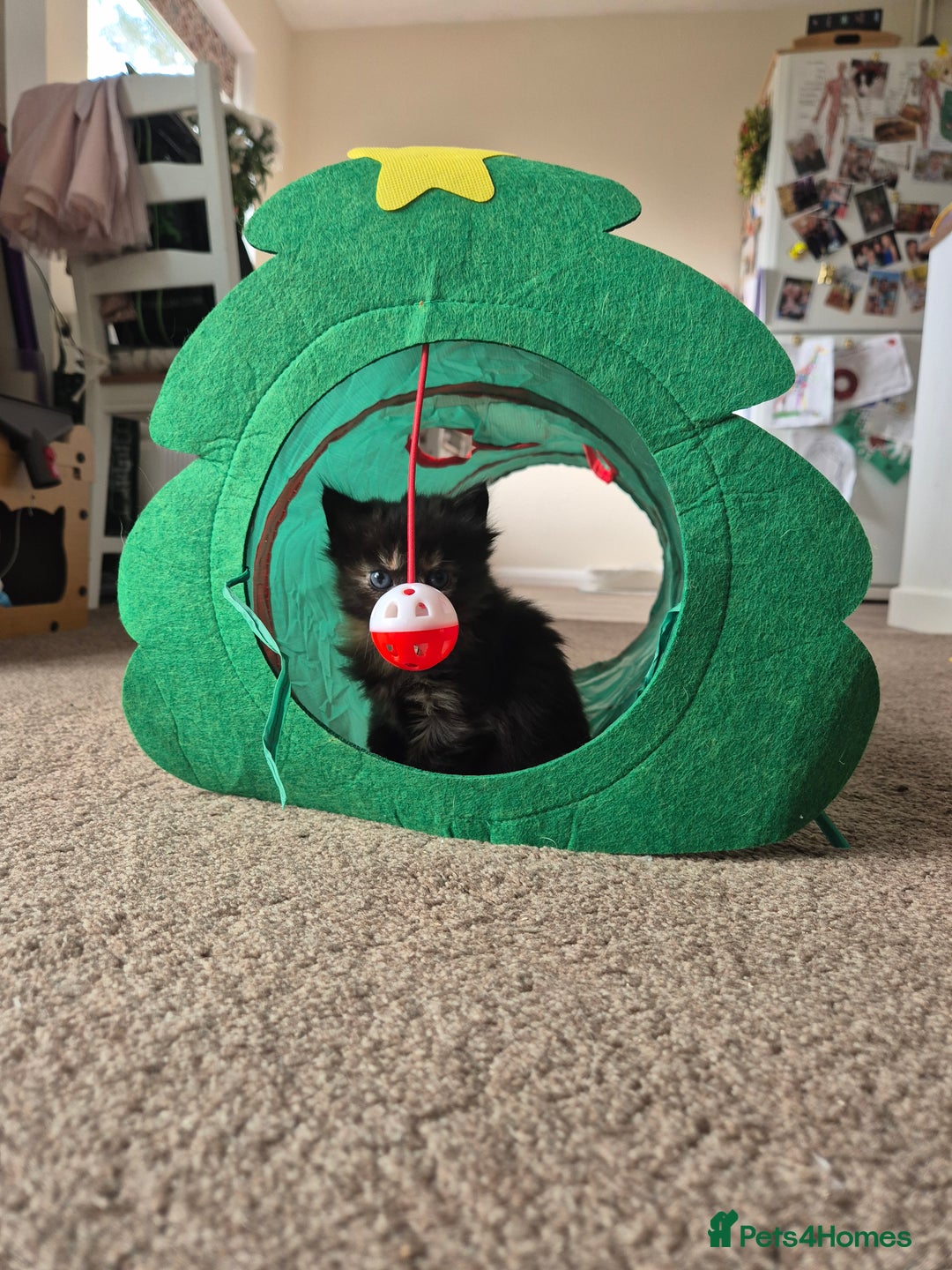 Mixed Breed cats for sale: 😺 VERY FRIENDLY KITTENS 😺 - Advert 34