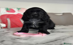 Cocker Spaniel dogs for sale: Health tested full show line puppies - Image 5