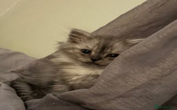 Perdoll cats for sale: Beautiful Perdoll Babies - Image 3