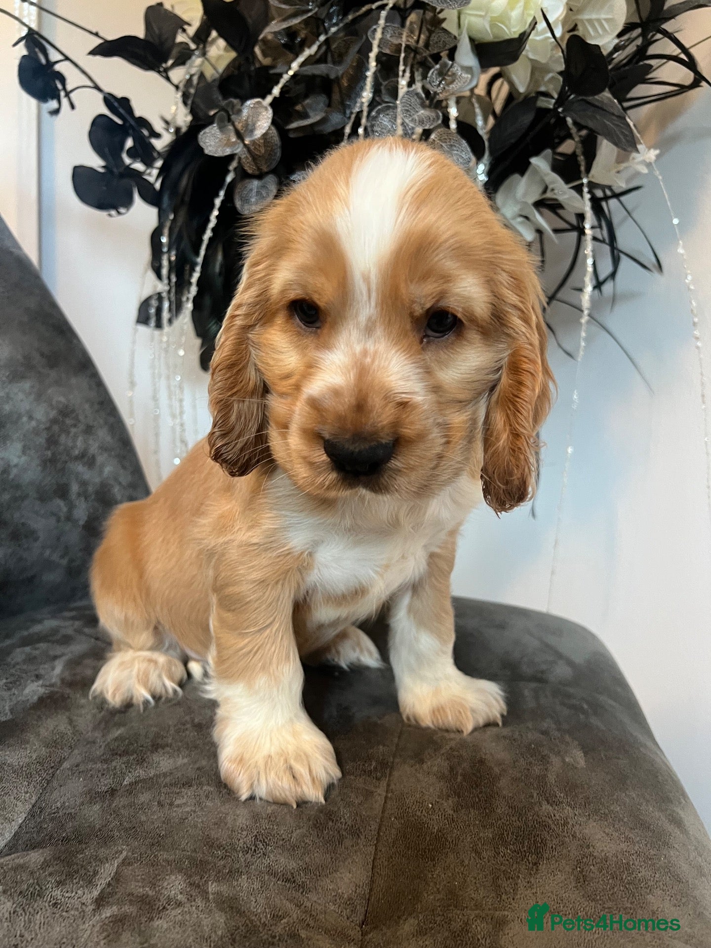 Cocker Spaniel dogs for sale: 💙 Exceptional show type health tested boy 💙 - Advert 2