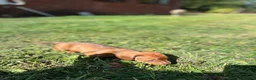 Dachshund dogs for sale: Mini daxi in Bridgend - Advert 20