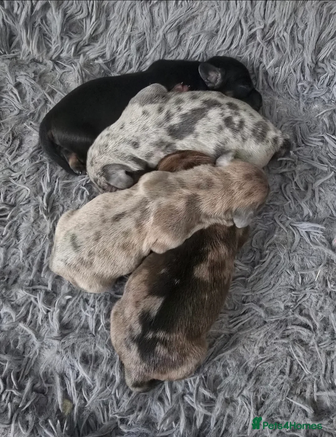 Dachshund dogs for sale: 4 Dapple Daschund puppies  - Advert 2