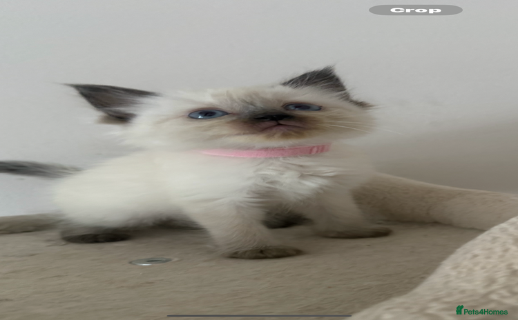 Ragdoll cats - Advert 1