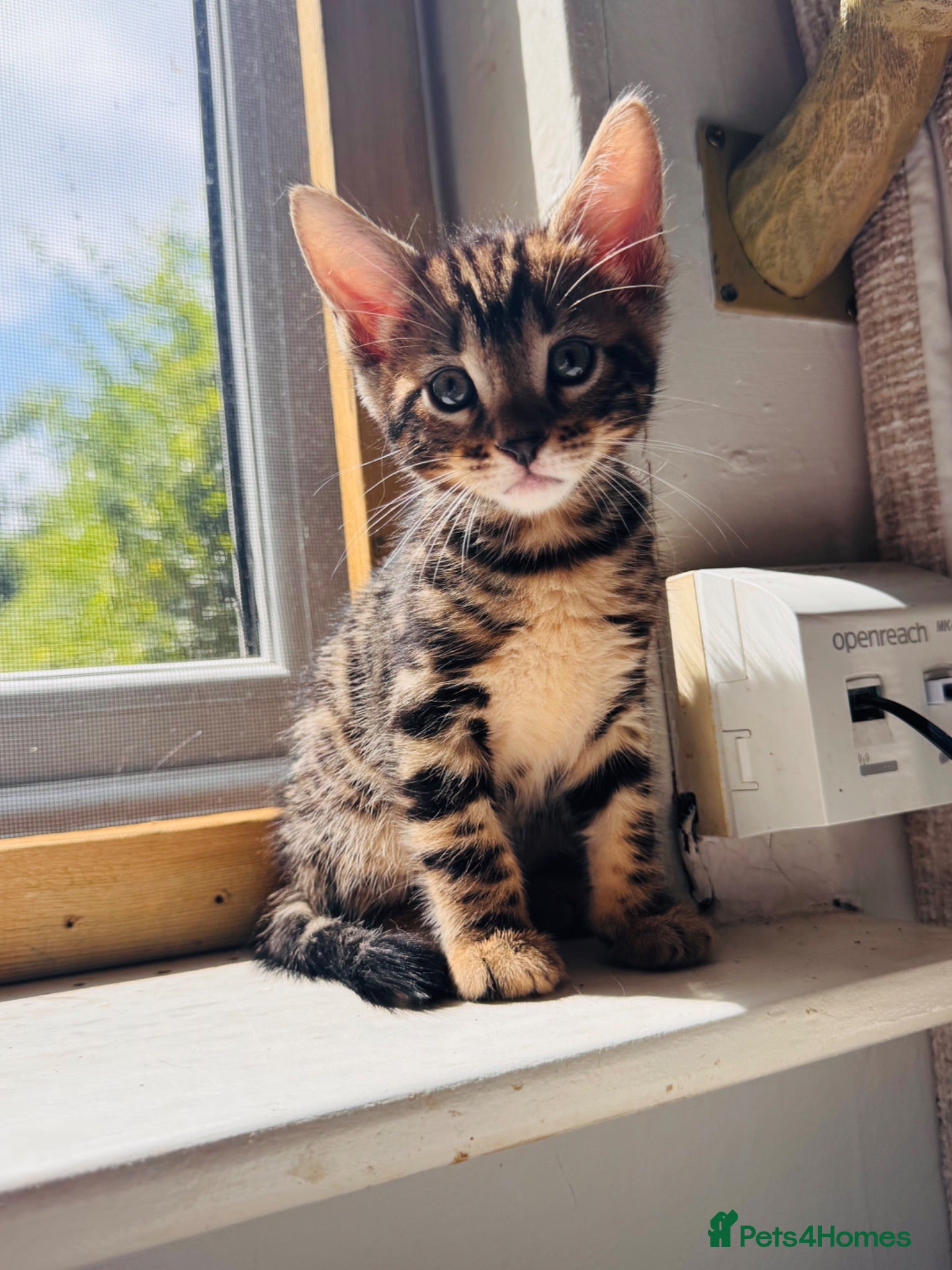 Mixed Breed cats Bencoon kittens Maine Coon x Bengal  - Advert 2