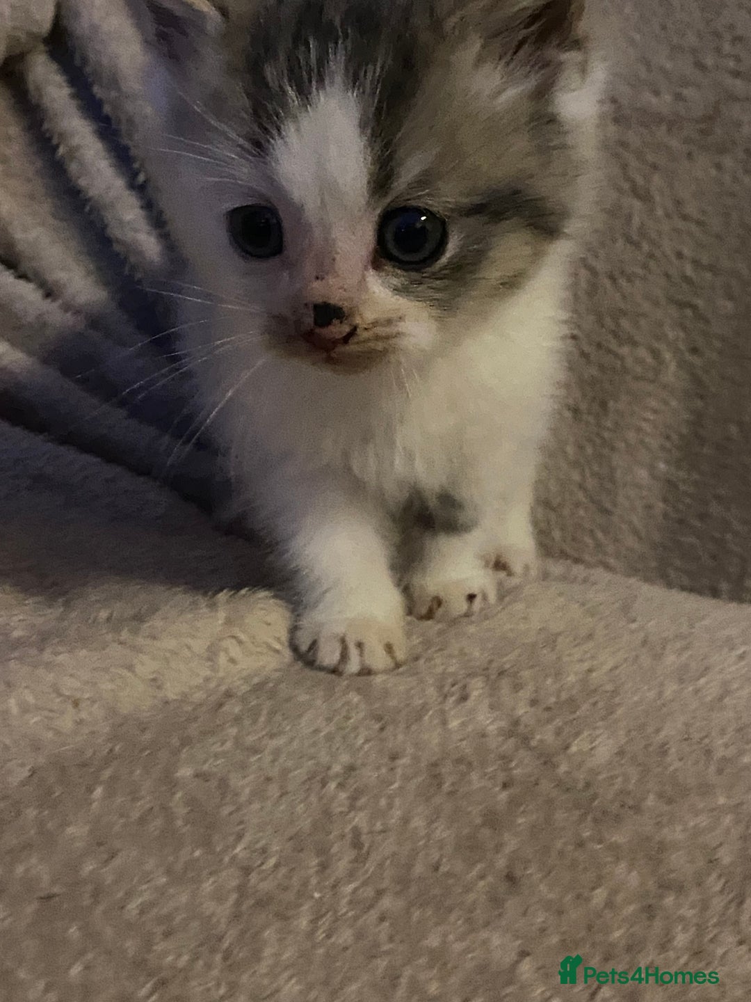 British Longhair cats for sale: Lovely Kittens - Advert 11