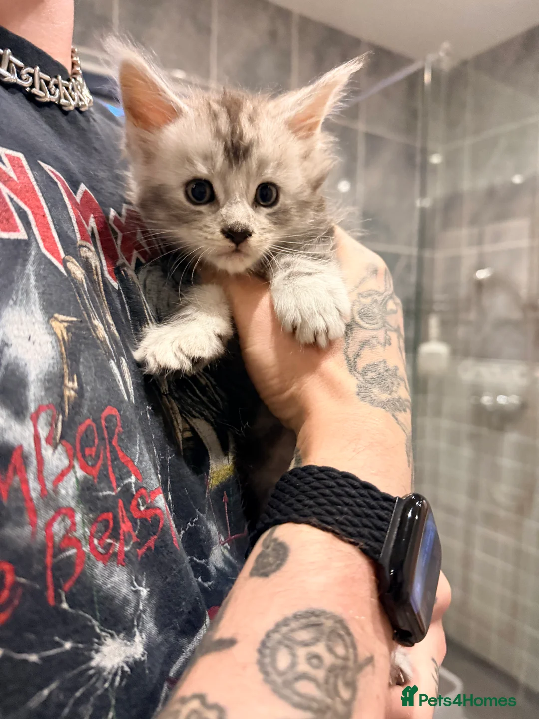 Maine Coon cats for sale: Maine Coon - TICA registered kittens 🐱  - Advert 1