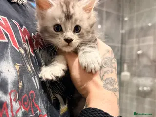 Maine Coon cats Maine Coon - TICA registered kittens 🐱 - Advert 1