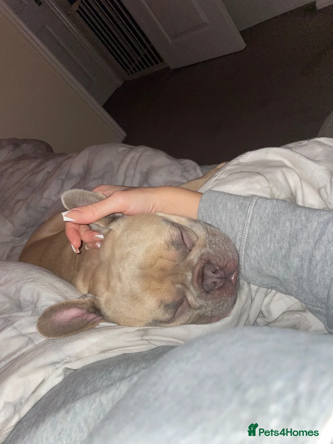 French Bulldog dogs for sale: A beautiful French bulldog for sale in Newark - Advert 6