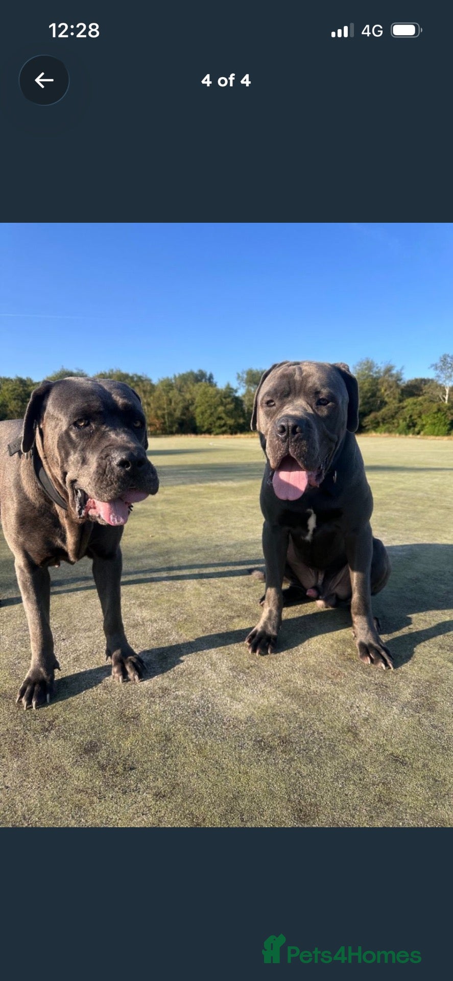 Cane Corso dogs Cane corso puppy’s ready for there forever homes  - Advert 1