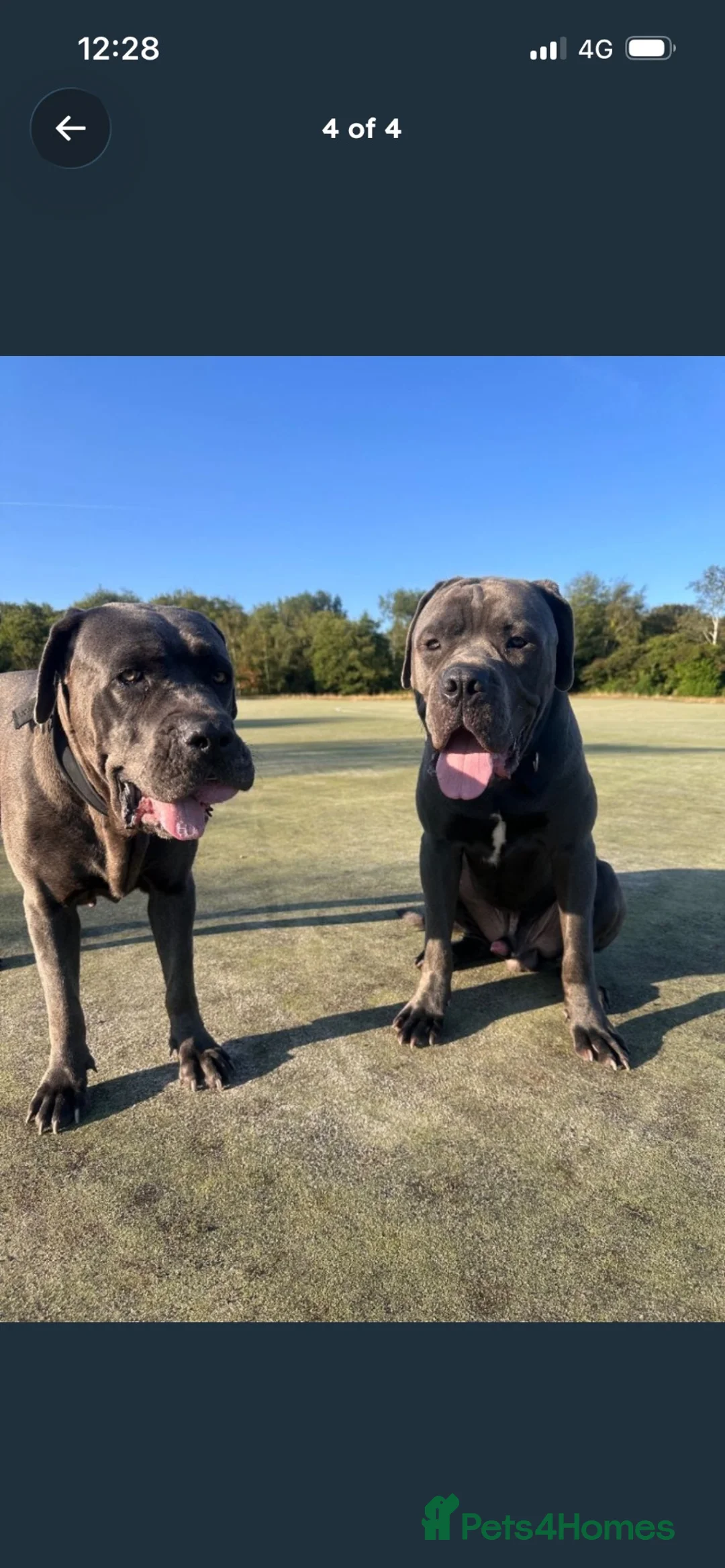 Cane Corso dogs for sale: Cane corso puppy’s ready for there forever homes  in Truro - Advert 1
