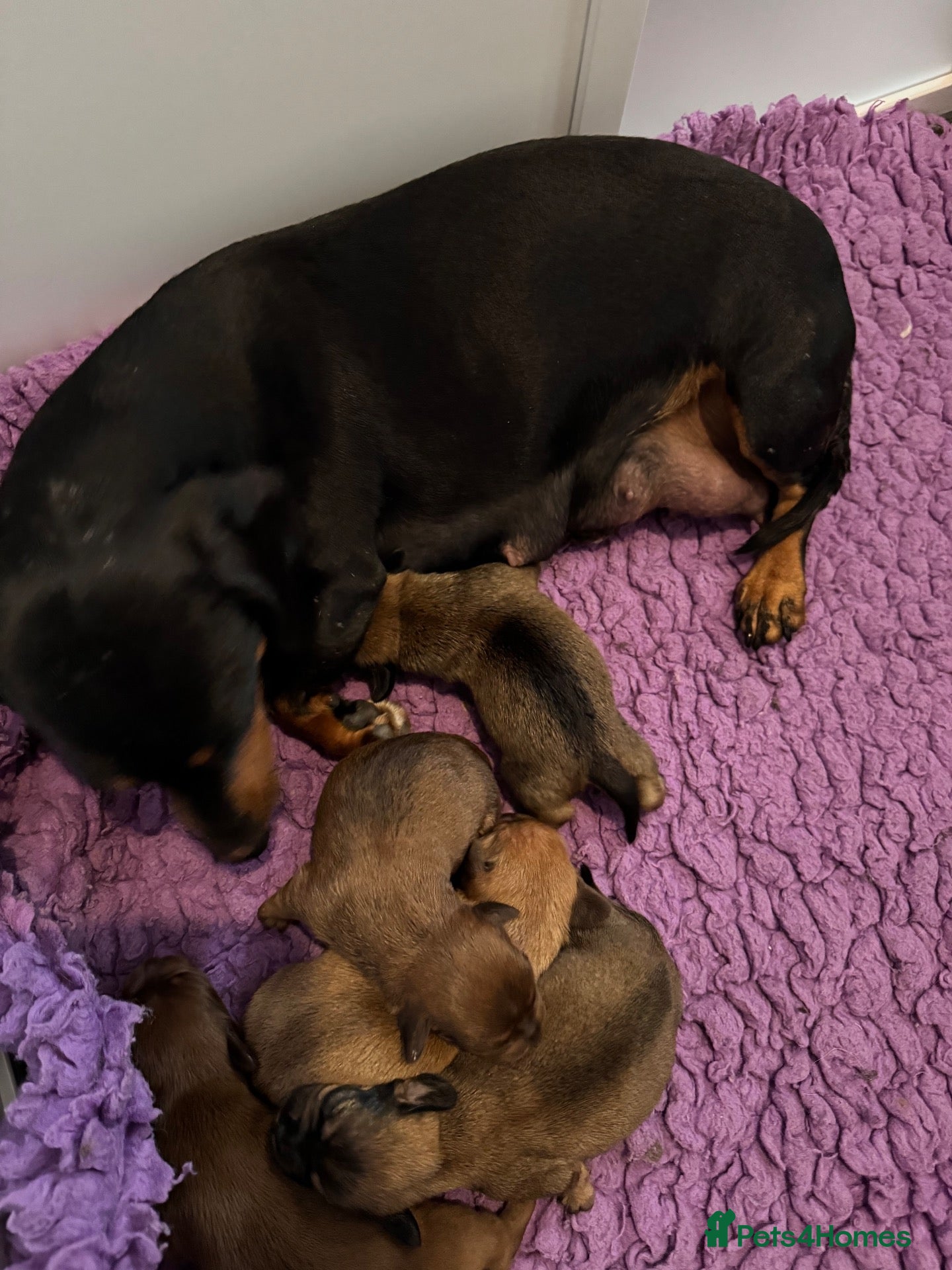 Mixed Breed dogs Schweenie pups  - Advert 2