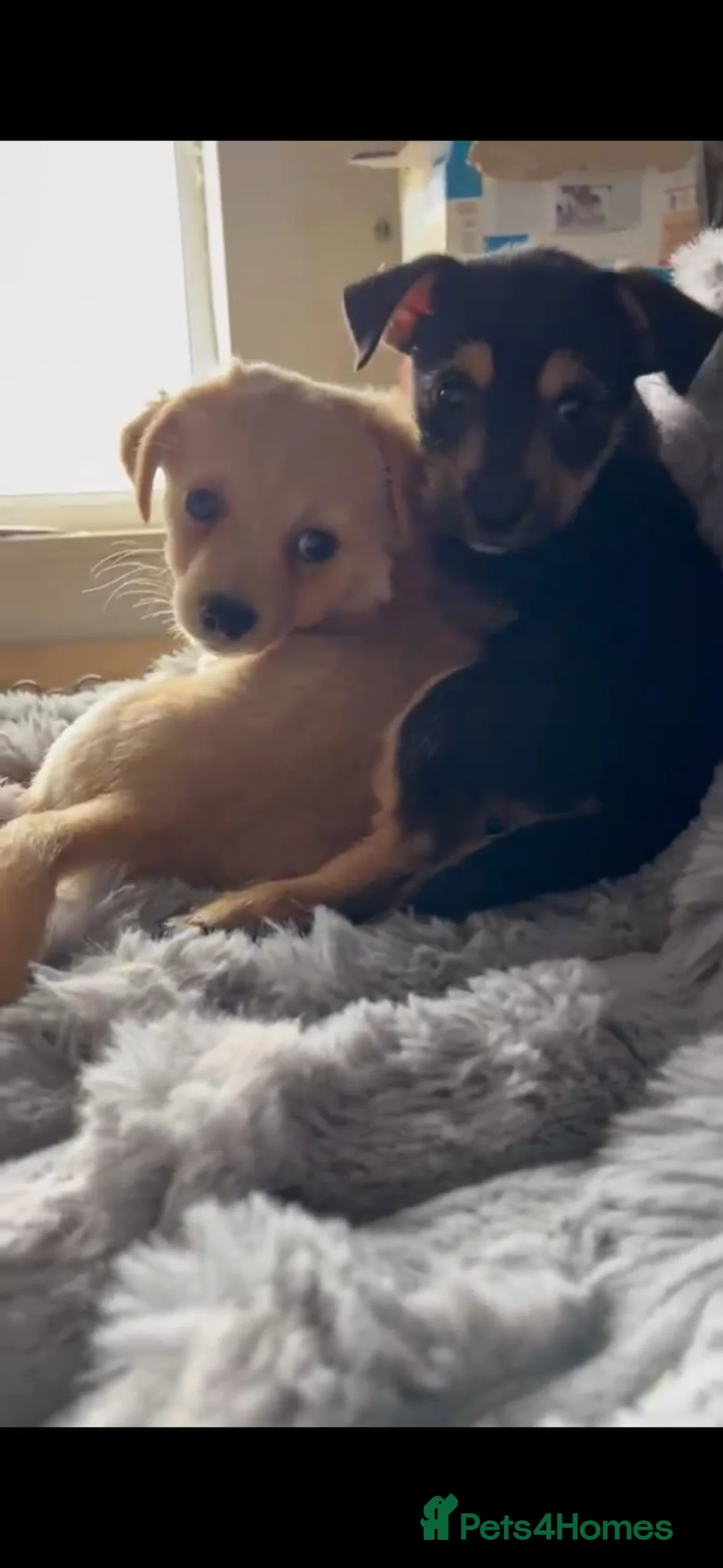 Chipoo dogs for sale: Gorgeous jackawawa puppies  - Advert 1