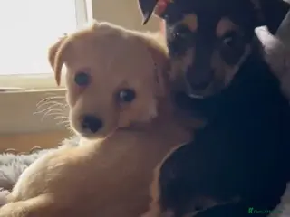 Chipoo dogs Gorgeous chipoo puppies - Advert 4