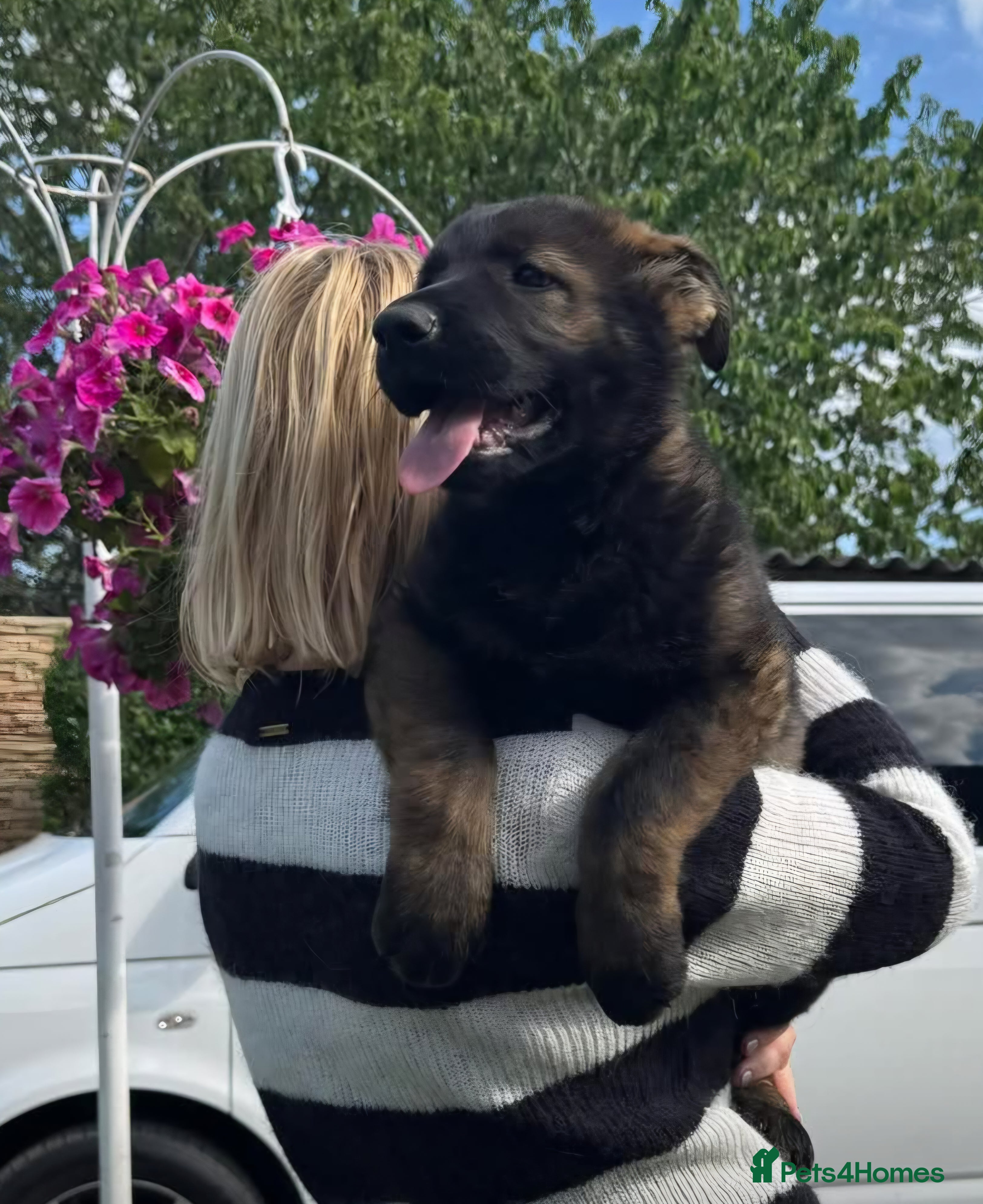 German Shepherd dogs TOP QUALITY GSD PUPS,STRAIGHT BACK,KCREG,ALLTESTS  - Advert 7