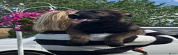German Shepherd dogs for sale: TOP QUALITY GSD PUPS,STRAIGHT BACK,KCREG,ALLTESTS  - Advert 4