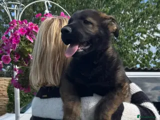 German Shepherd dogs TOP QUALITY GSD PUPS,STRAIGHT BACK,KCREG,ALLTESTS - Advert 7