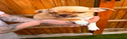 Chihuahua dogs for sale: 🐾 REDUCED🐾 4 pups left 🐾Merle Chihuahua Puppies - Advert 11
