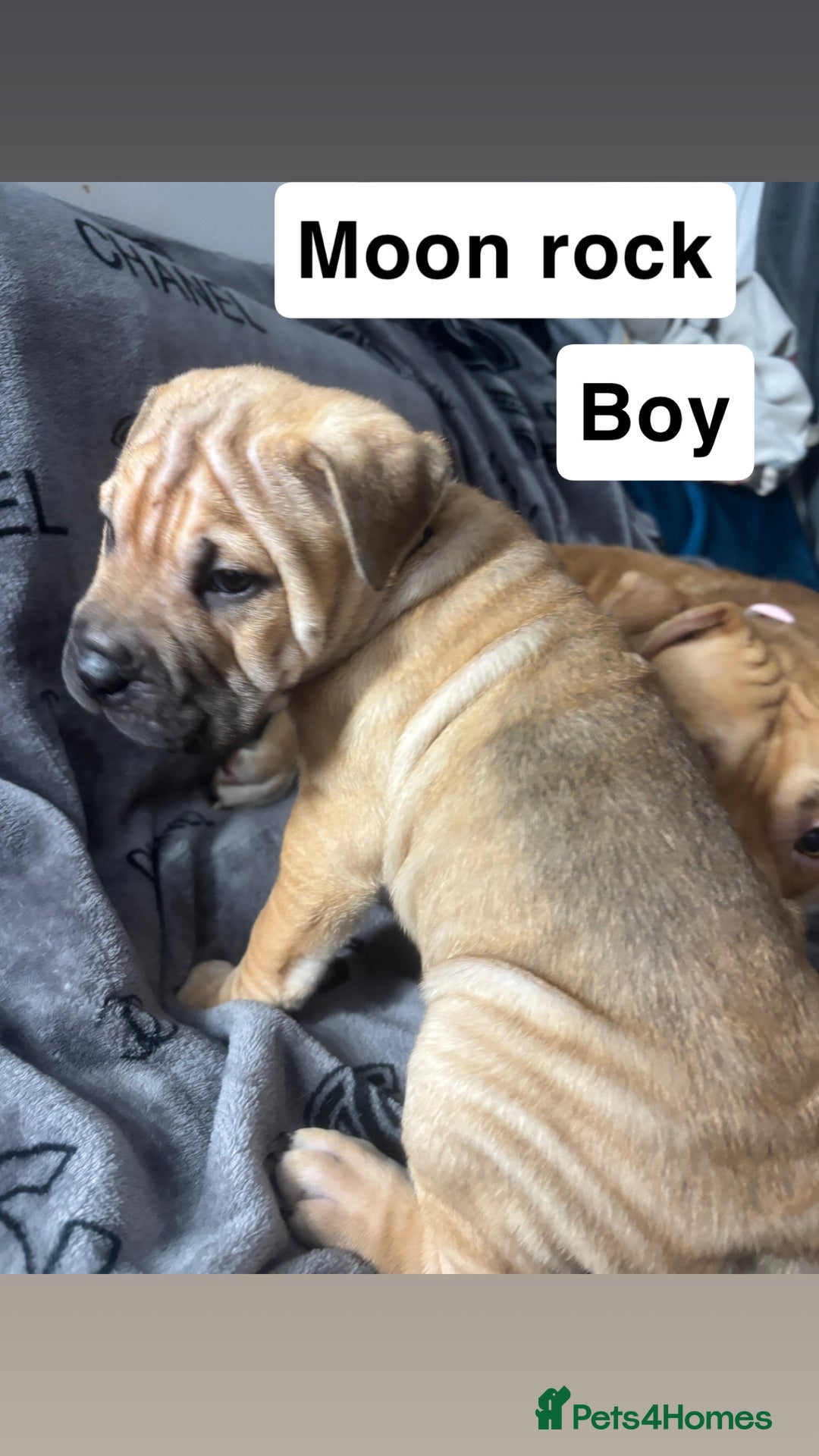 Mixed Breed dogs for sale: Staff/shar pei puppies - Advert 8